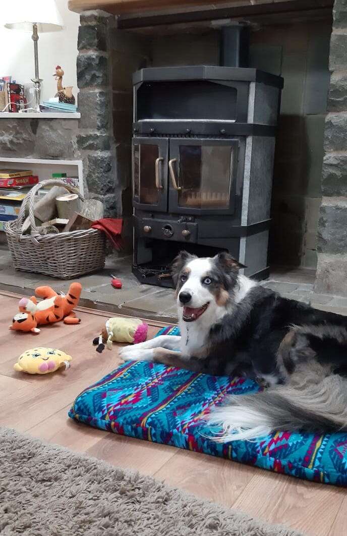 Mika the dog protects his toys