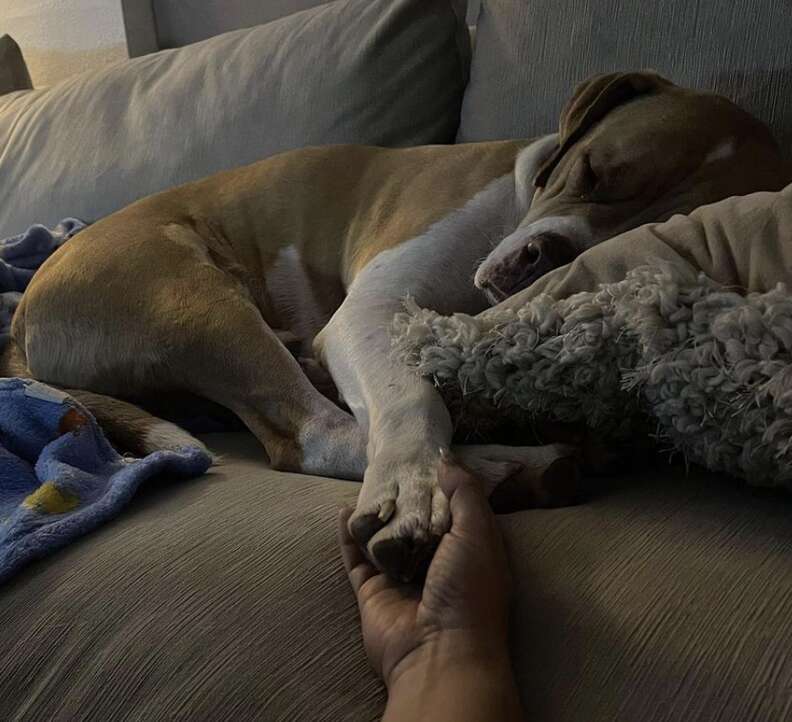 A dog sleeps while holding his mom's hand.