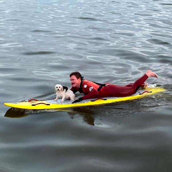 man rescuing dog on surfboard