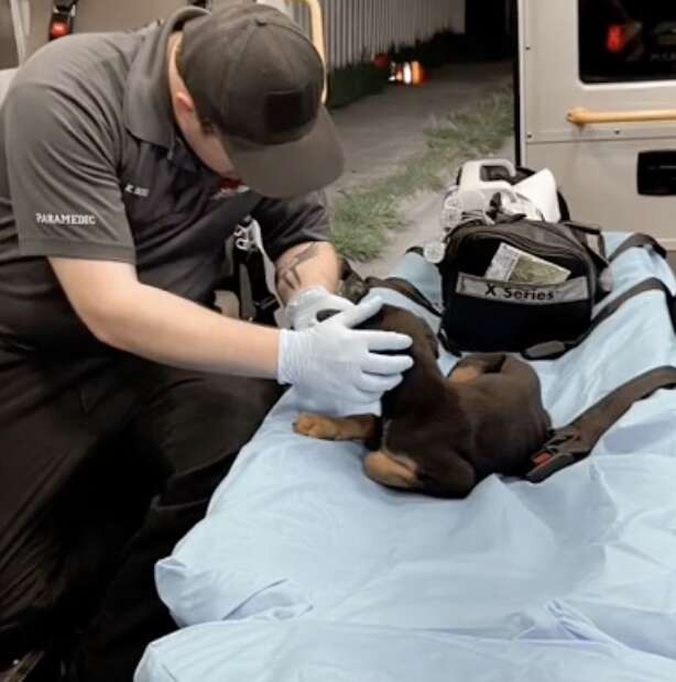 An EMT takes care of a sad puppy.