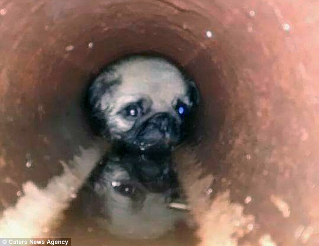 A heart-breaking photo taken during the rescue shows the pitiful pug trapped inside the narrow tuƄe
