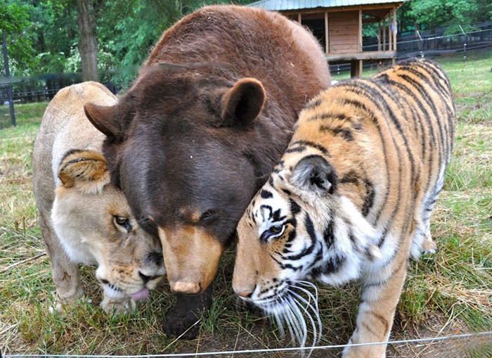 Real-Life Friendship Between This Lion, Tiger, And Bear Is Straight Out ...