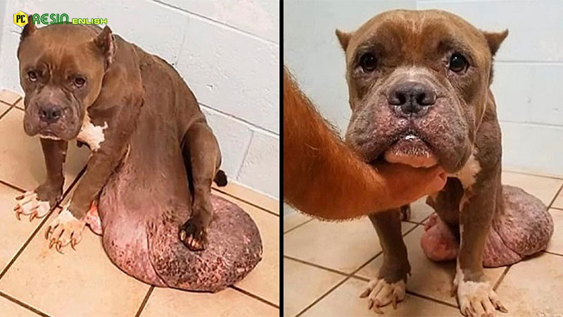 stray-dog-with-the-biggest-tumor-ever-tormented-by-pain-upset-and-losing-faith-in-life-but-no-help