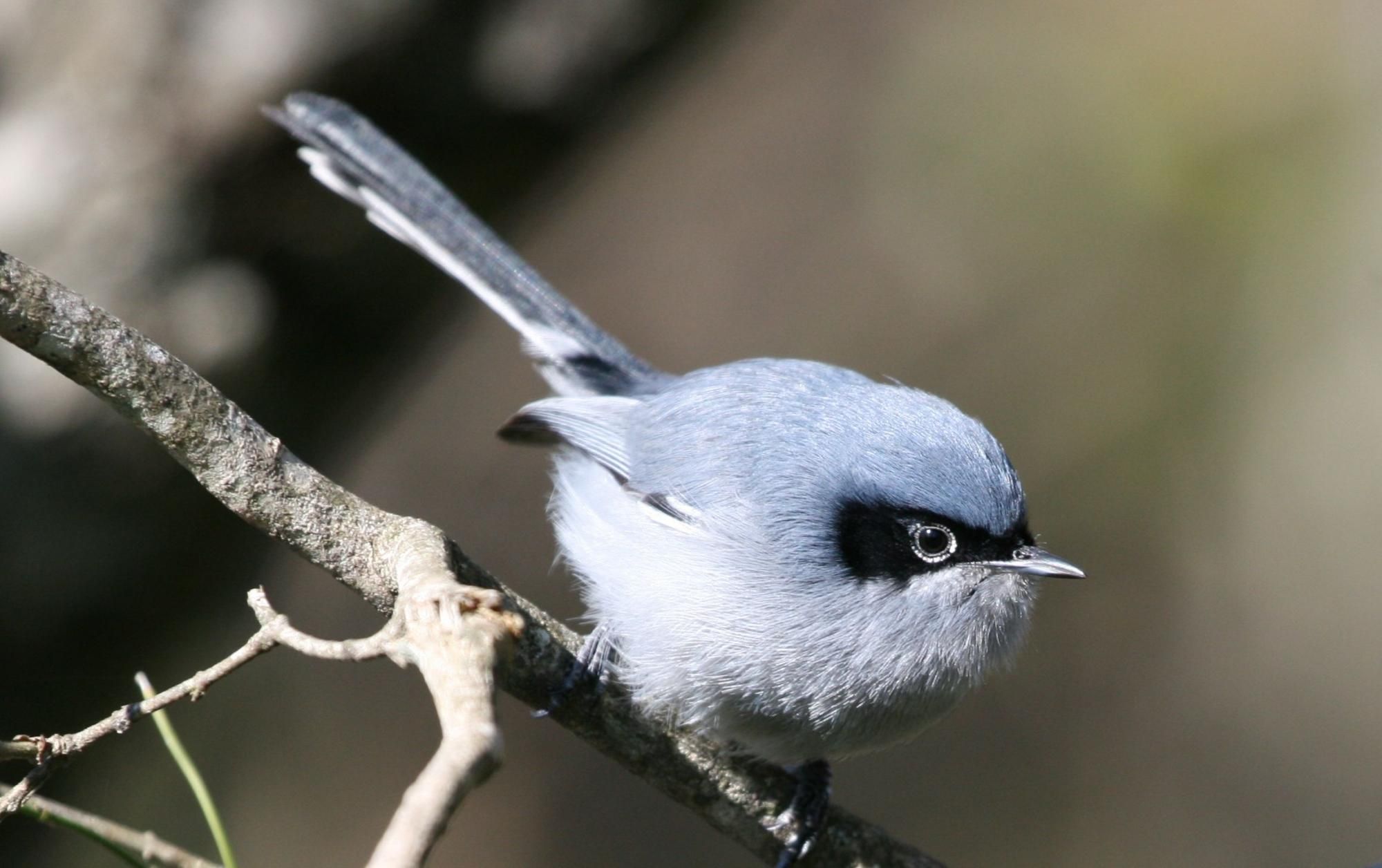 6964. Masked Gnatcatcher (Polioptila dumicola) | Argentina, Uruguay,  Paraguay, Bolivia, Brazil | Pet birds, Beautiful birds, Bird watcher