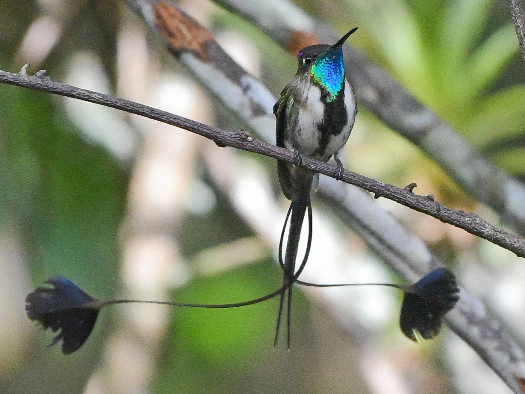 Marvelous Spatuletail - eBird