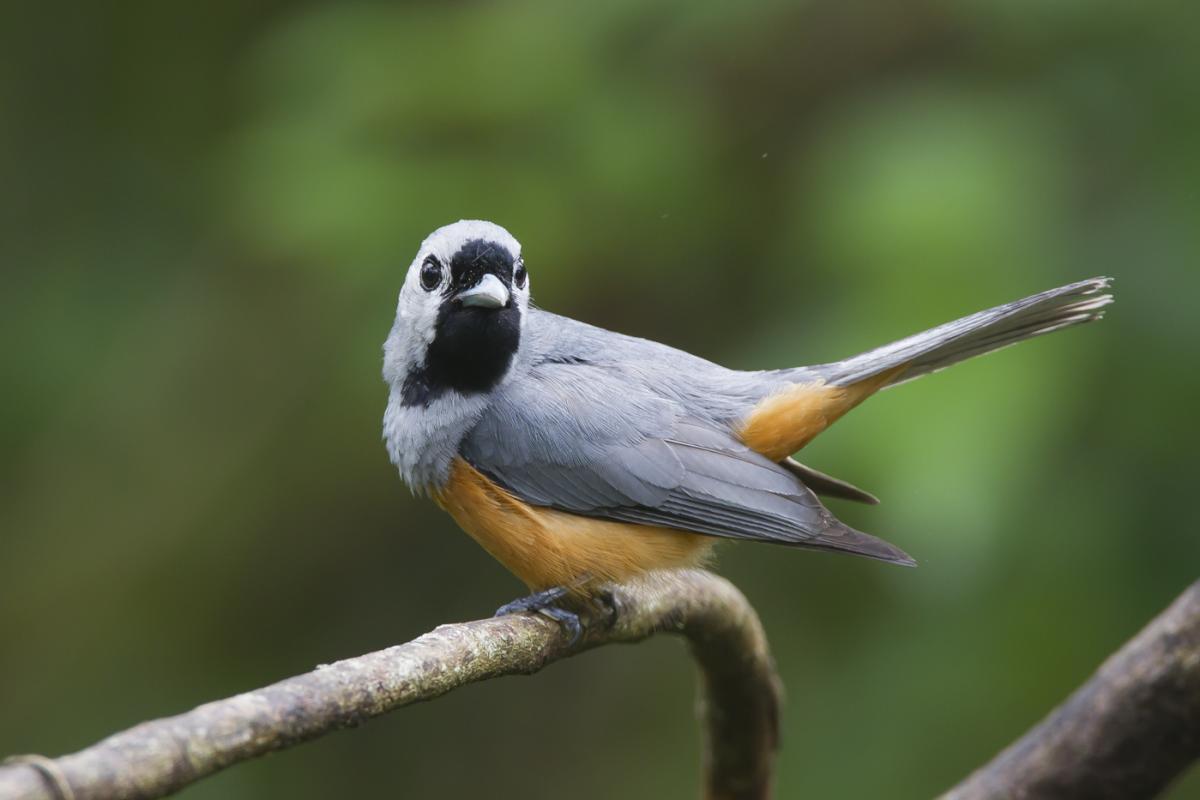 Black-faced monarch | New Zealand Birds Online