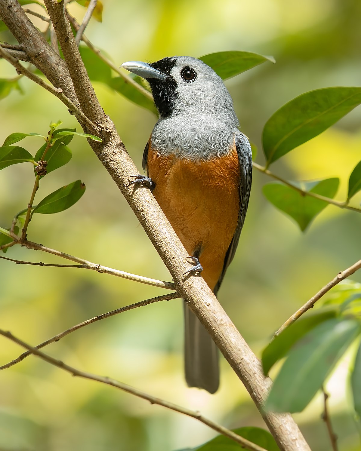 Black-faced monarch - Wikipedia