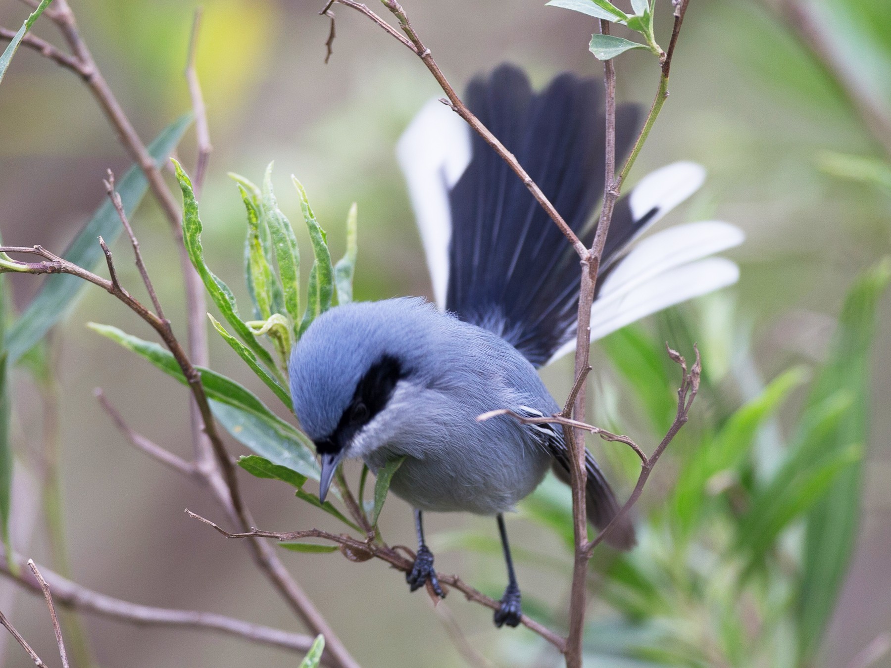 Masked Gnatcatcher - eBird