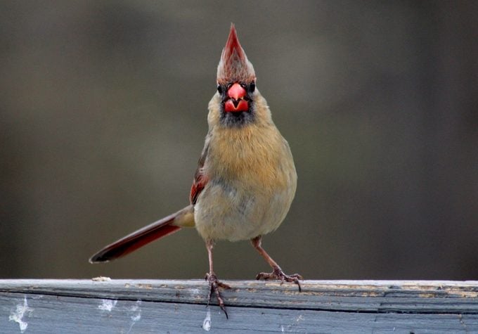 female cardinal