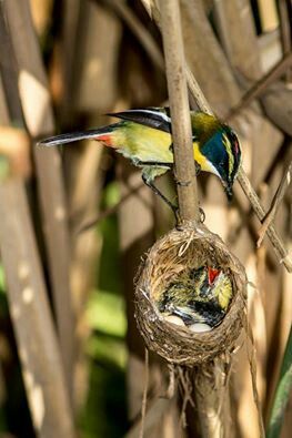 Siete colores y sus pichones | Aves, Fauna, Colores