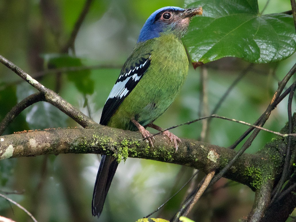 Green Cochoa - eBird