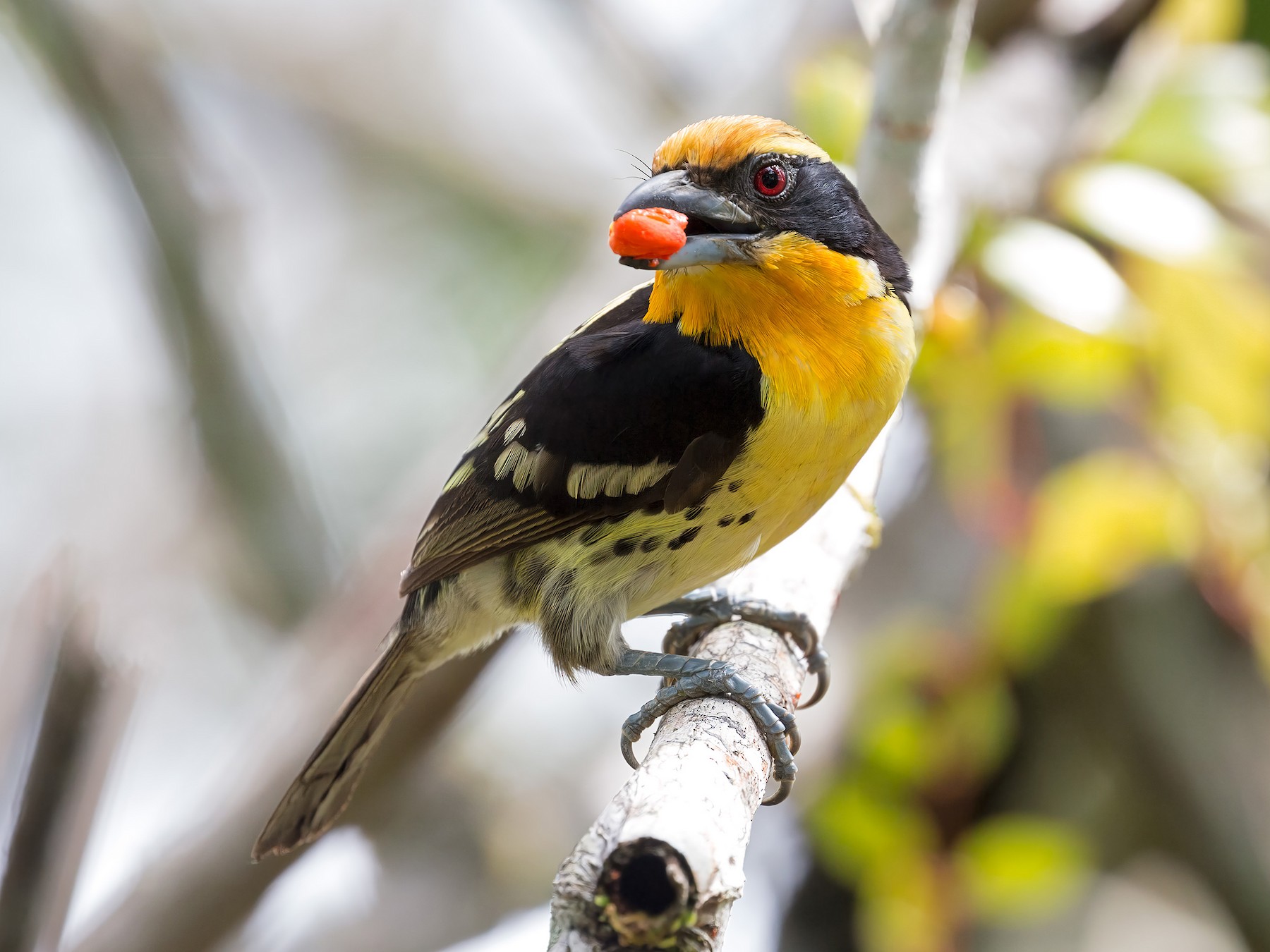 Gilded Barbet - eBird