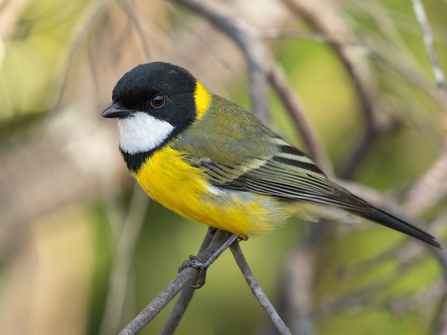 Photos - Golden Whistler - Pachycephala pectoralis - Birds of the World