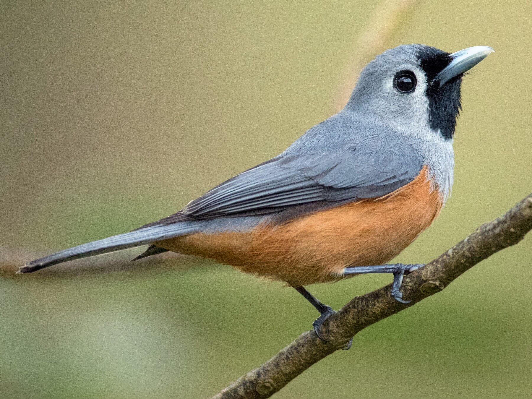 The Mysterious Black-faced Monarch