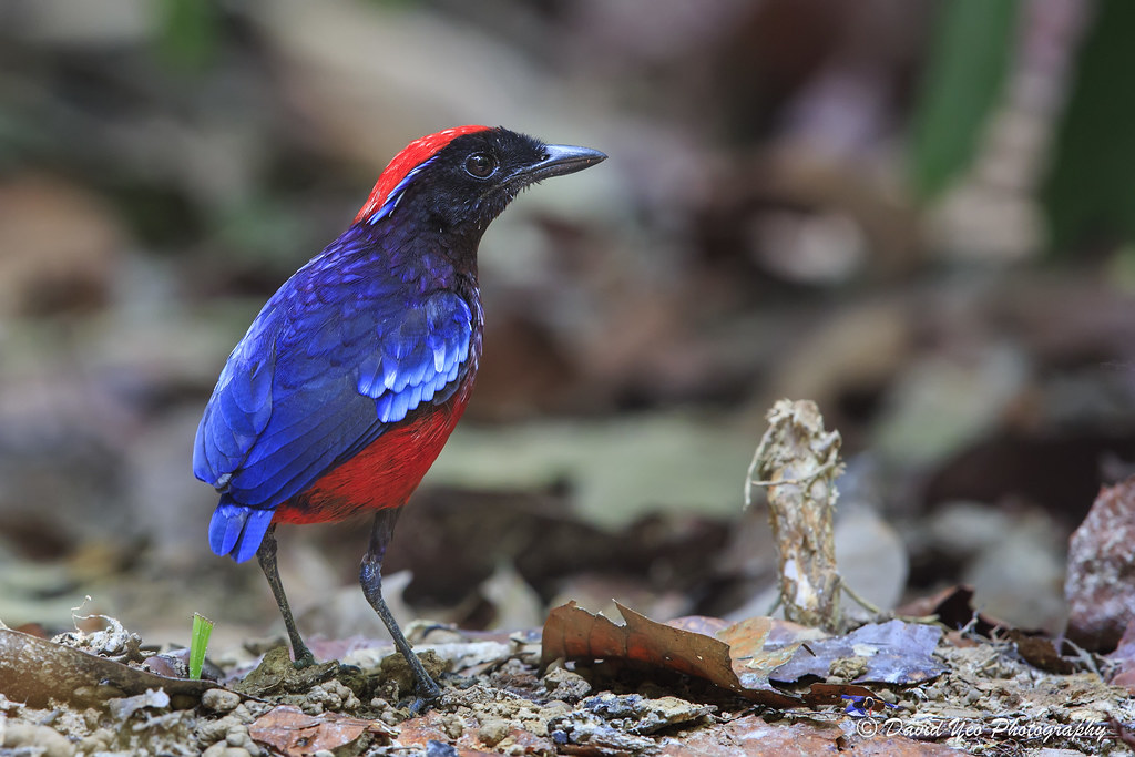 Garnet Pitta (Erythropitta granatina)榴紅八色鶫 20150919 Bt Ren… | Flickr