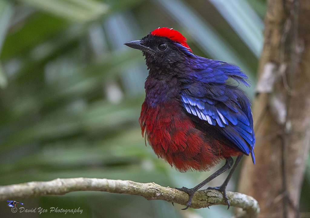 Garnet Pitta (Erythropitta granatina)榴紅八色鶫 20150920 Bt Ren… | Flickr