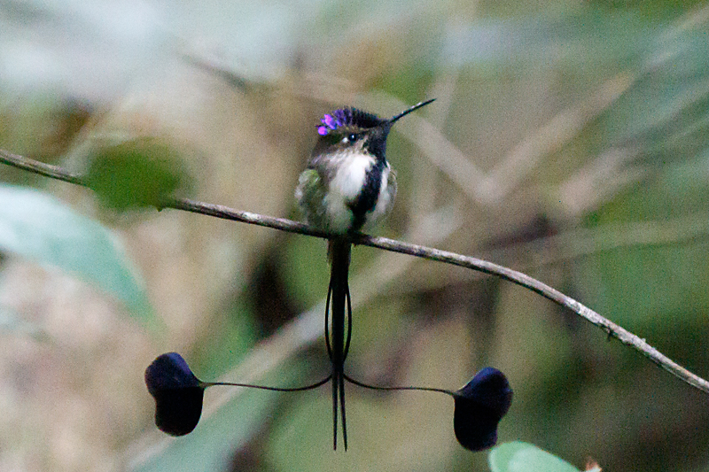 Marvelous Spatuletail - Loddigesia mirabilis - Observation.org