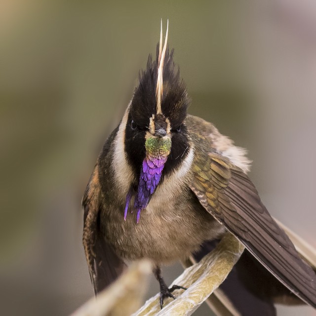 Buffy Helmetcrest - eBird