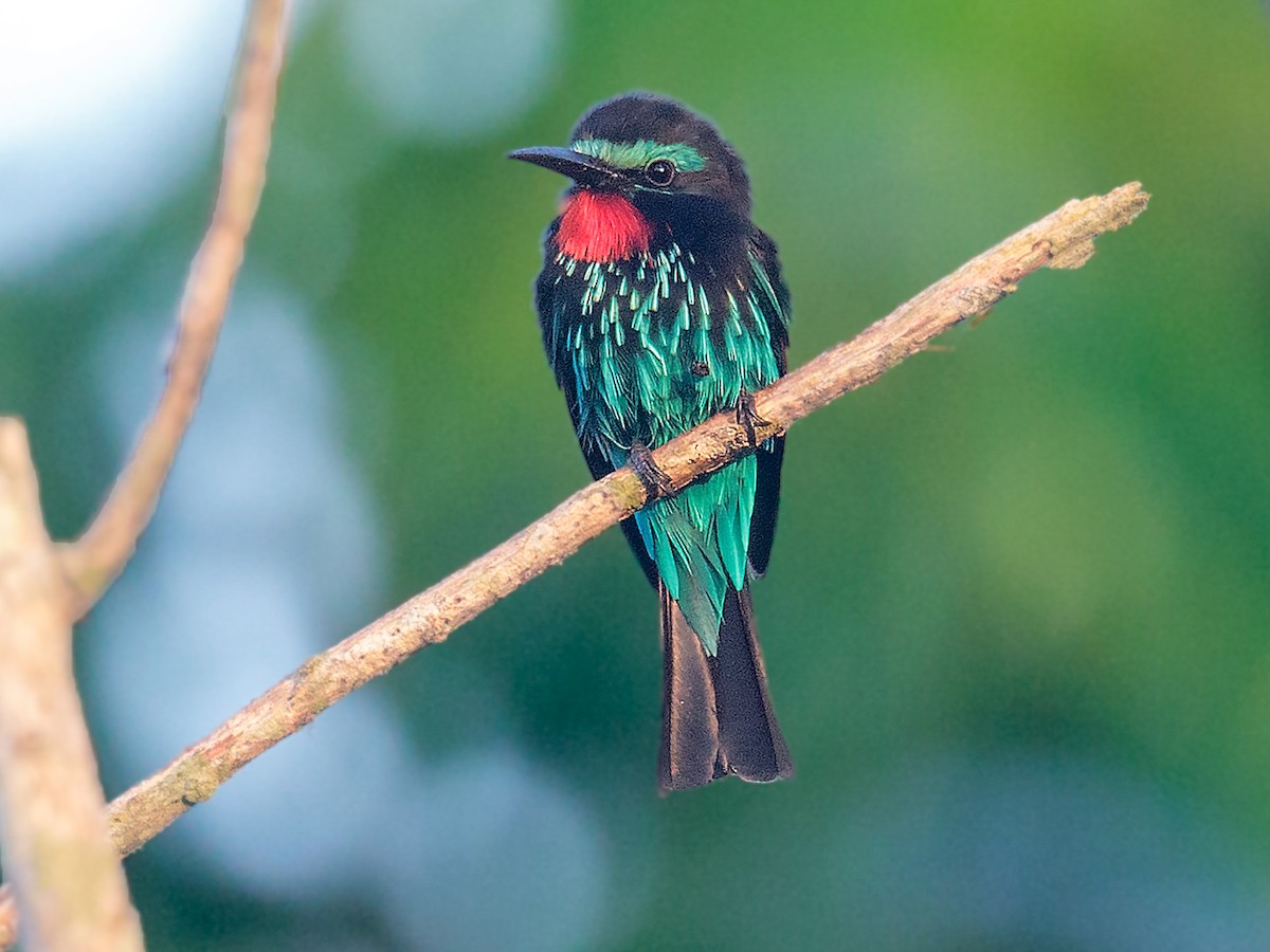 Black Bee-eater - eBird