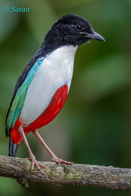 Photos - Ivory-breasted Pitta - Pitta maxima - Birds of the World