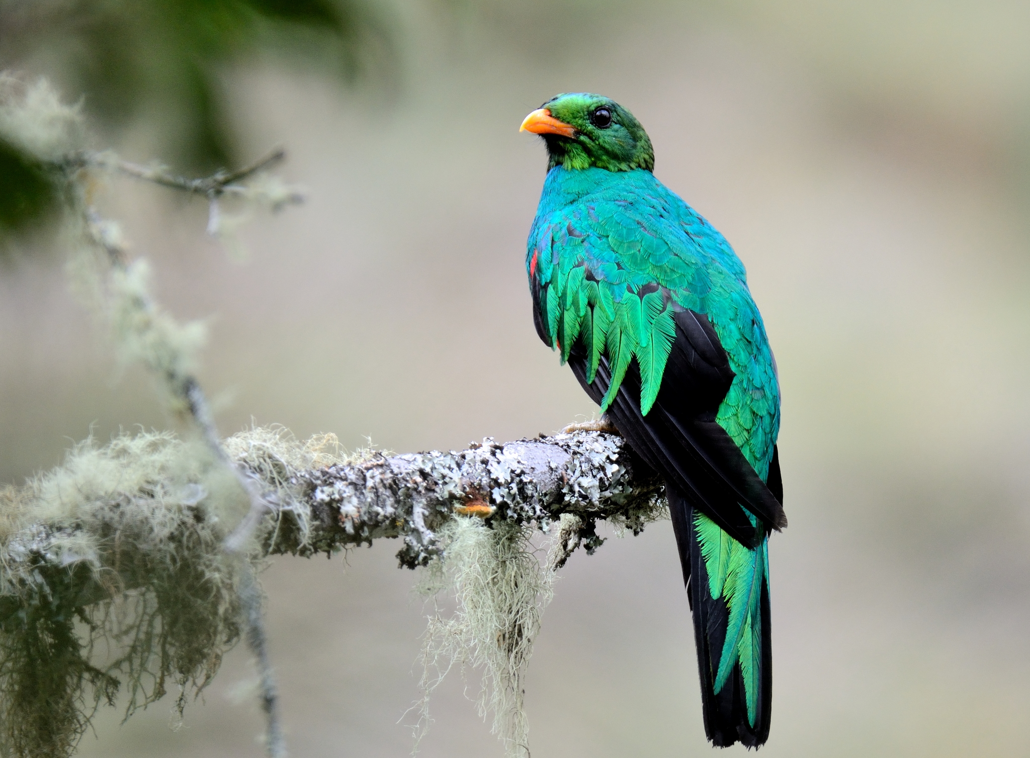 Golden-headed Quetzal (Pharomachrus auriceps) · iNaturalist United Kingdom