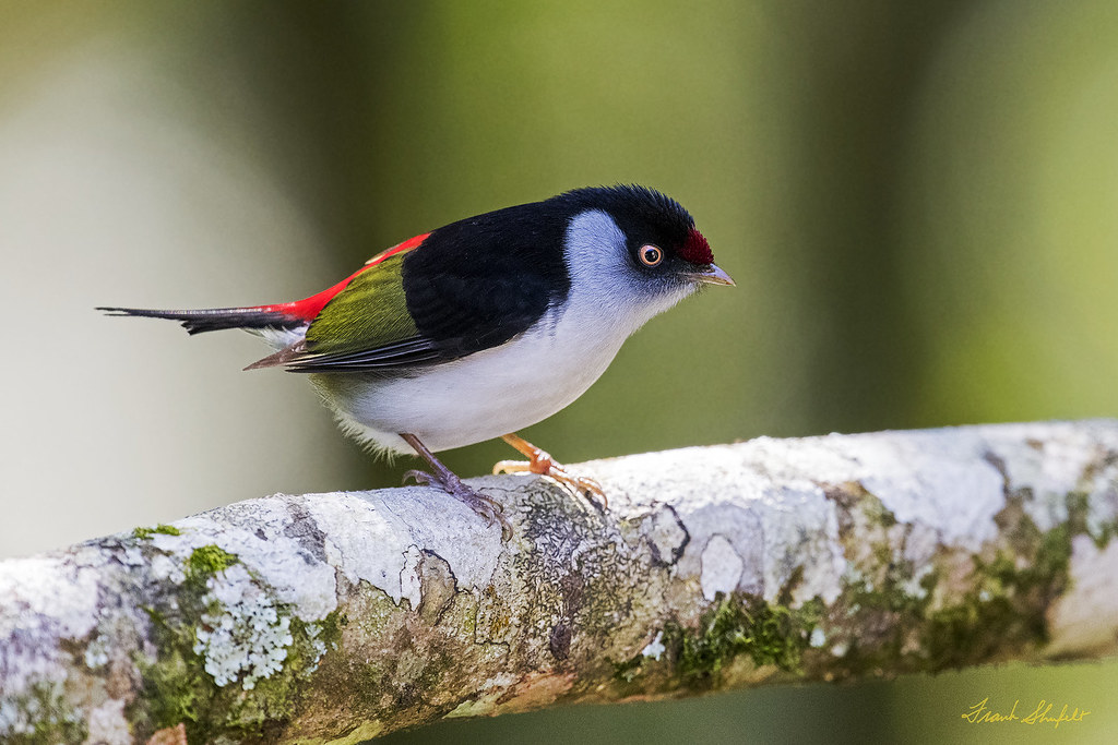 Male Pin-tailed Manakin (Ilicura militaris) | At Itatiaia, R… | Flickr