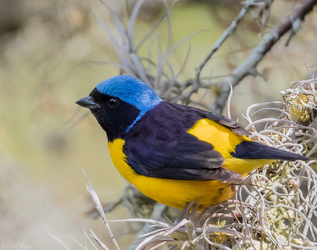 male Golden-rumped Euphonia (Euphonia cyanocephala) | Flickr