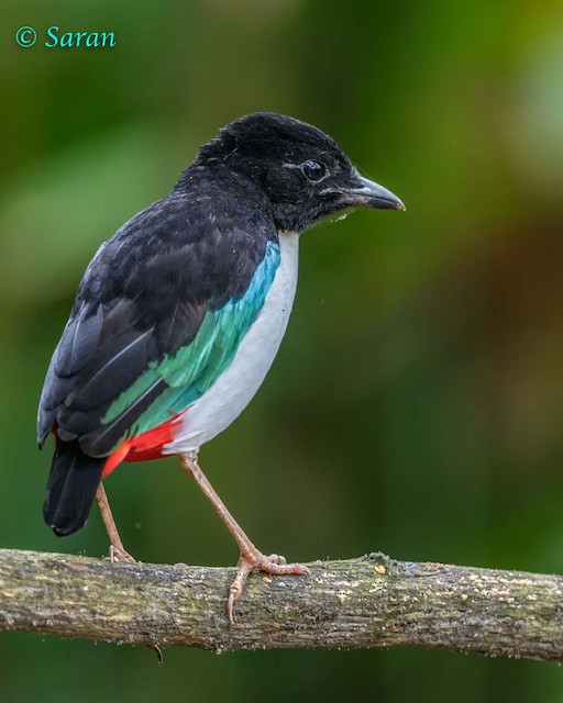 Plumages, Molts, and Structure - Ivory-breasted Pitta - Pitta maxima -  Birds of the World