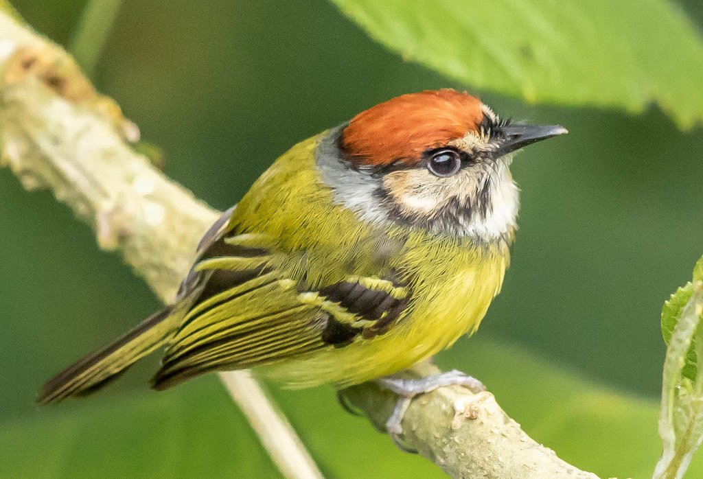 Rufous-crowned Tody-Flycatcher, Colombia | Poecilotriccus ru… | Flickr