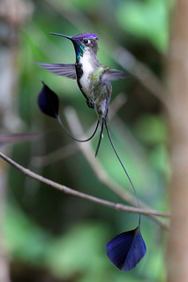 Loddigesia mirabilis (Marvellous Spatuletail) - Avibase