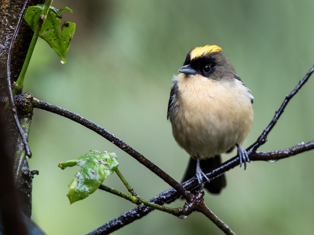 Black-goggled Tanager | Trichothraupis melanops Trilha dos T… | Flickr