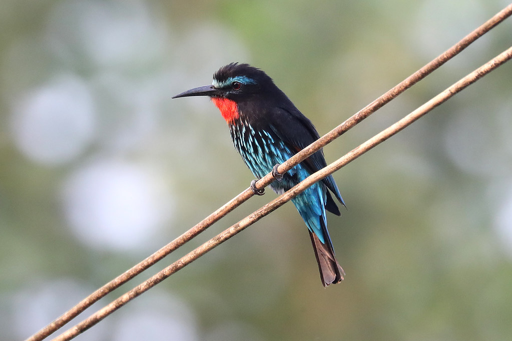 Black Bee-eater - Merops gularis | One of a pair of Black Be… | Flickr