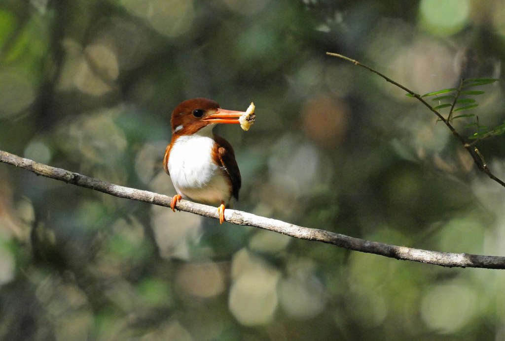 Madagascar pygmy kingfisher (Ispidina madagascariensis), M… | Flickr