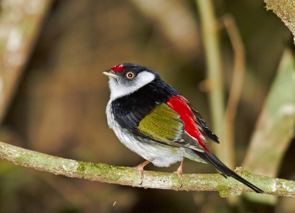 Tangarazinho - Pin-tailed Manakin - (Ilicura militaris) | Flickr