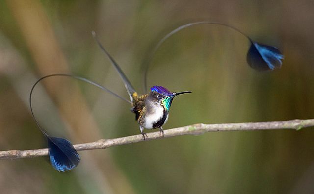 Marvelous Spatuletail (Loddigesia mirabilis)