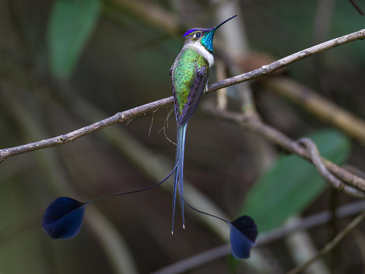 Marvelous Spatuletail - eBird