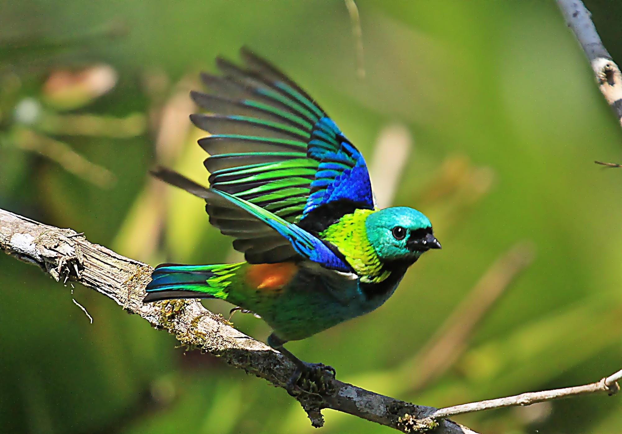 wladiane on Twitter: "@the_moviebob you should see his back, here he is known as Sairá Sete Cores ( something as Seven- Colors Tanager) https://t.co/s5wnuaKBOb" / X