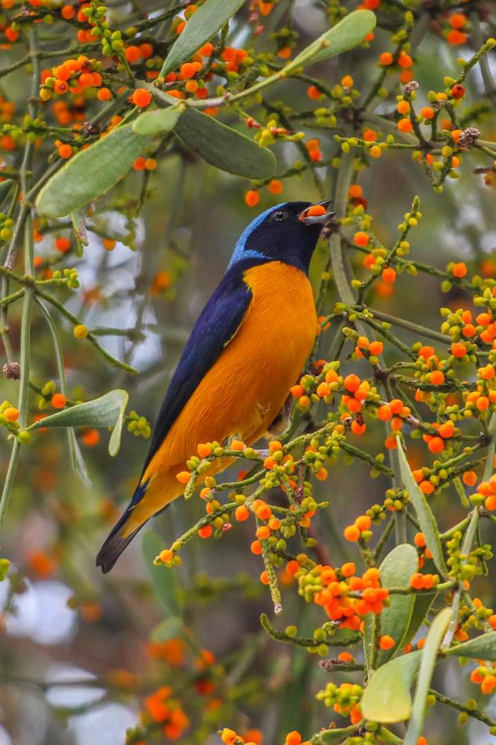 Enelra on X: "Golden- rumped Euphonia. https://t.co/jNOmbMQYmJ" / X