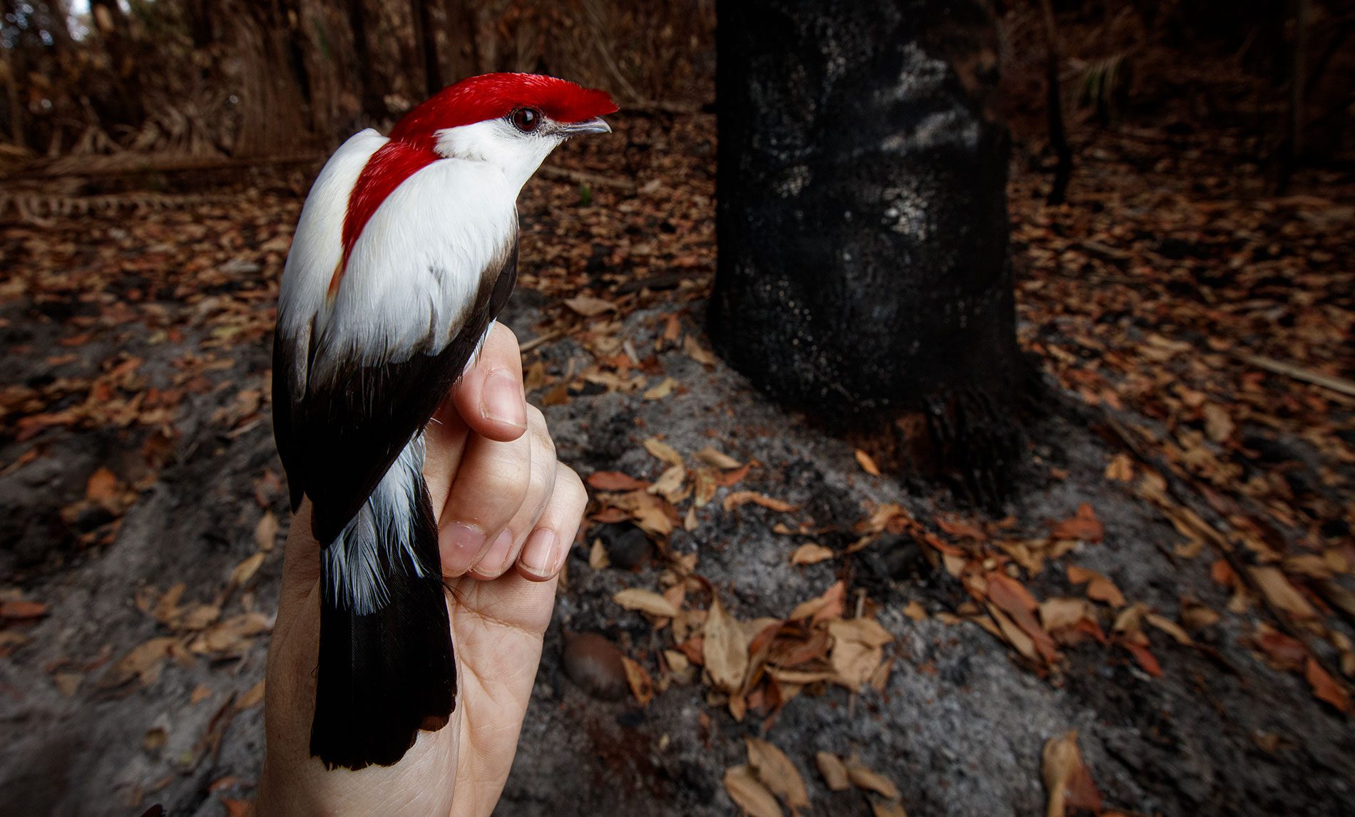 The Araripe Manakin, Keeper of the Spring Waters | All About Birds All About Birds