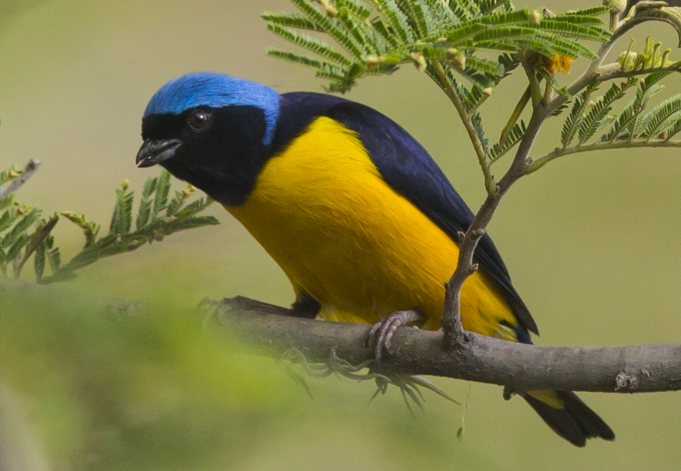 Golden-rumped Euphonia Perched - Ecuador - Flathead Audubon Society