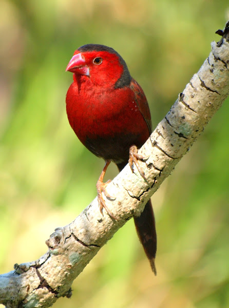 Crimson Finch ( male ) | Project Noah