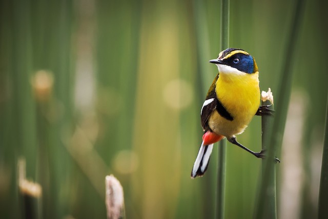 Many-colored Rush Tyrant - eBird