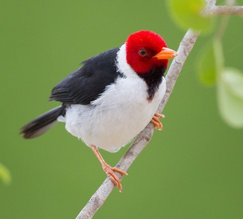 Yellow-billed Cardinal – birdfinding.info