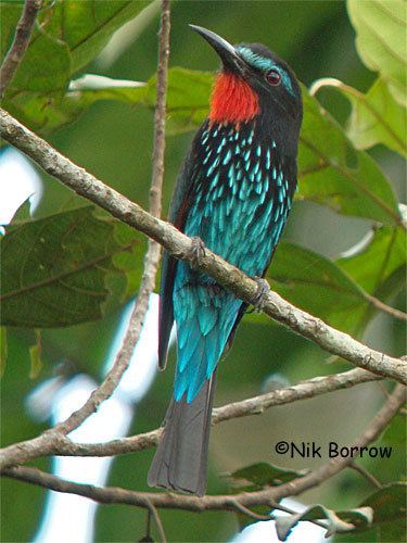 Black bee eater - Alchetron, The Free Social Encyclopedia