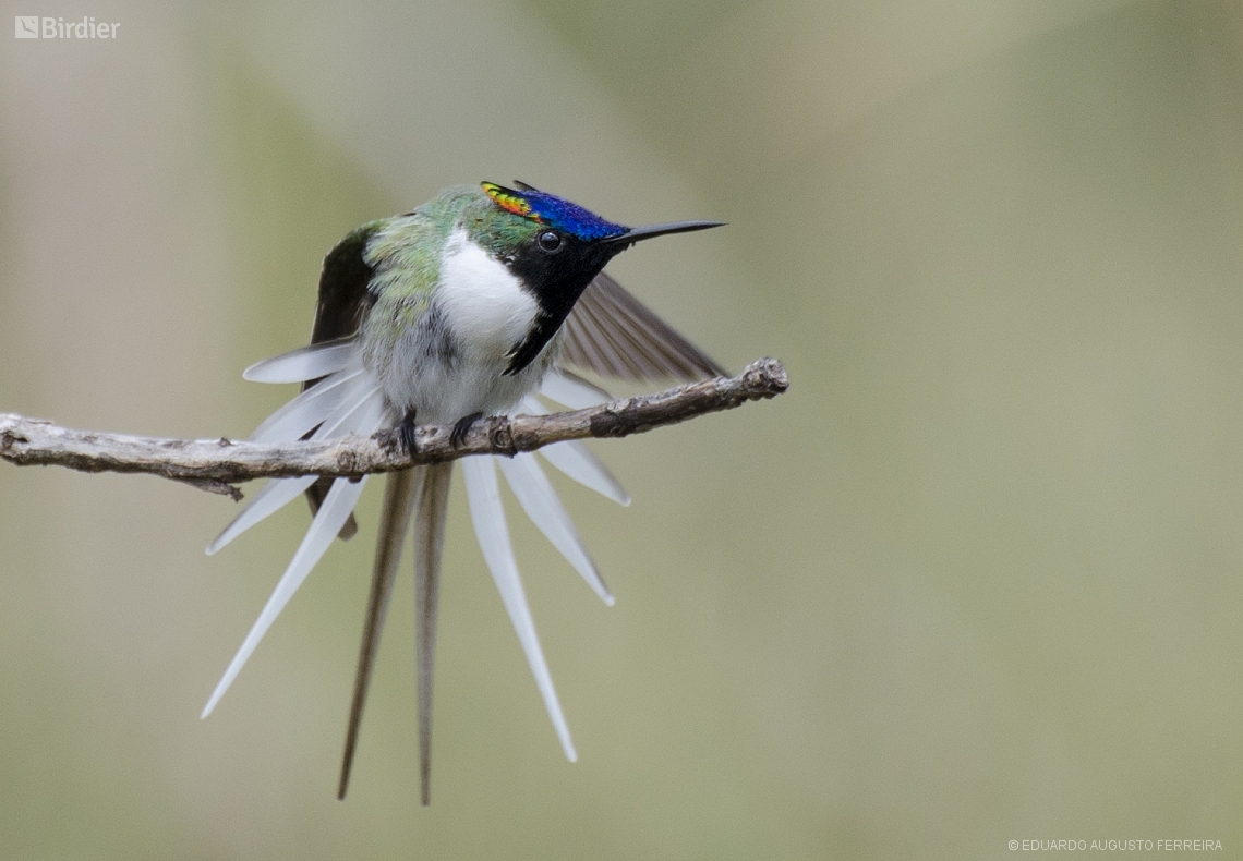 Heliactin bilophus (Horned Sungem) by EDUARDO AUGUSTO FERREIRA • Birdier