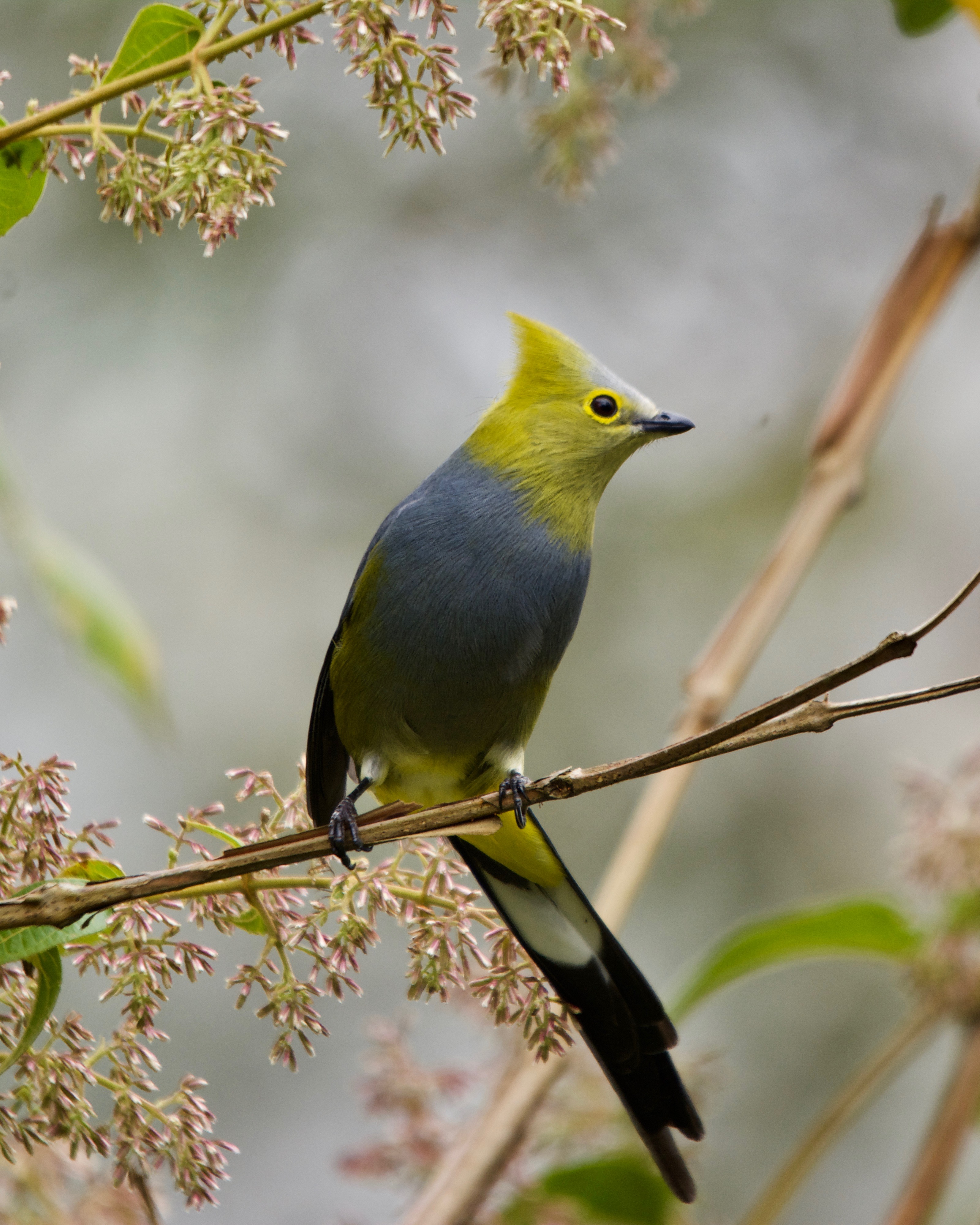 Long-tailed Silky-Flycatchers abound at Calle Vargas | Birds for Beer