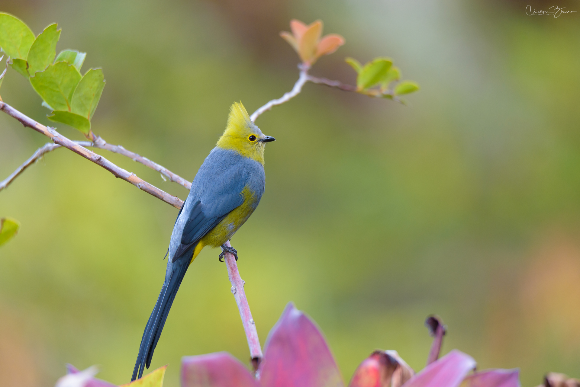 Long-tailed Silky-flycatcher (Ptilogonys caudatus) – The Nature Admirer