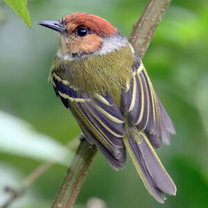 Rufous-crowned Tody-Flycatcher - Poecilotriccus ruficeps