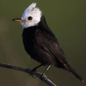 White-headed Marsh Tyrant - Arundinicola leucocephala