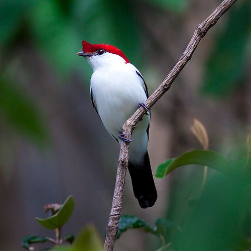 Araripe Manakin, Manakin de Bokermann, Brésil, espèce menacée - Quilaztli, un petit monde d'histoire